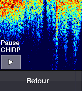 Zoom pause button